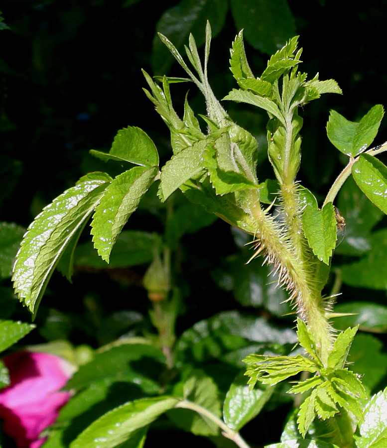 Изображение особи Rosa rugosa.