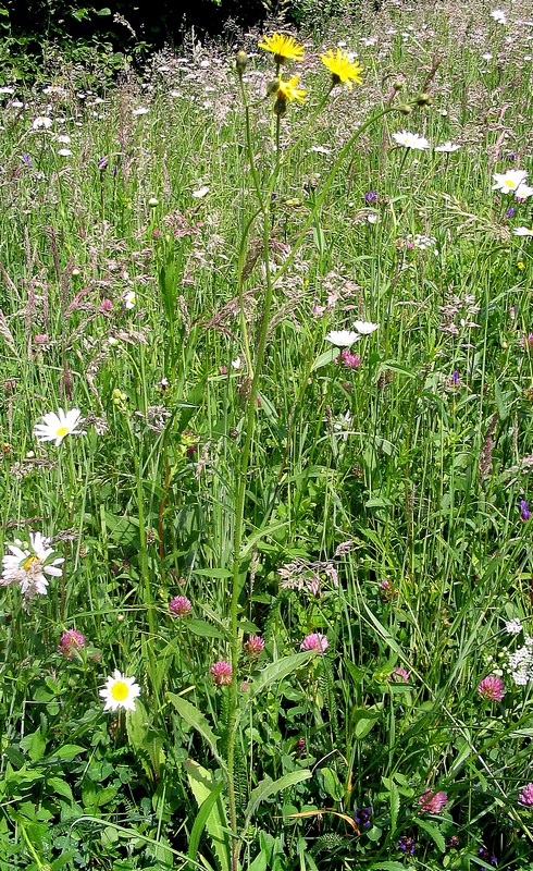 Изображение особи Crepis biennis.