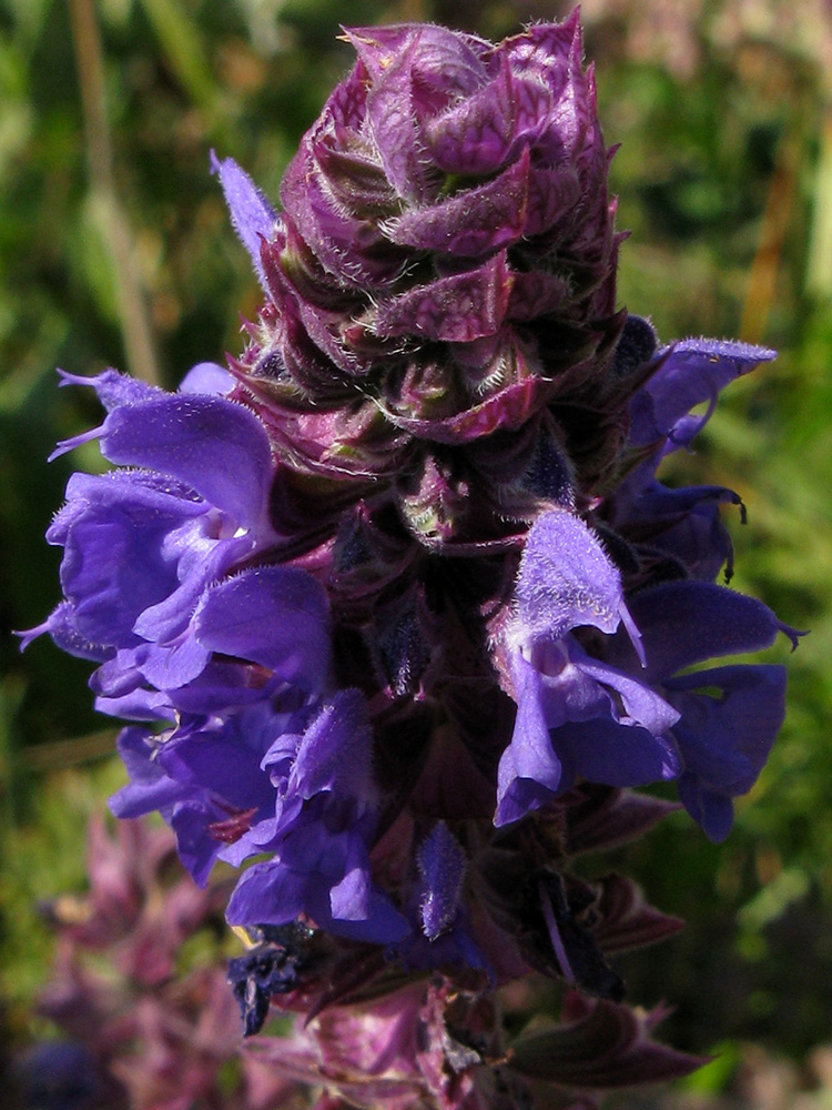 Изображение особи Salvia tesquicola.