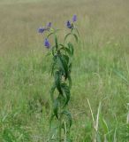 Veronica longifolia