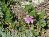 Malva sylvestris. Верхушка побега с цветком. Нагорный Карабах, окр. г. Шуши, Унотское ущелье. 05.05.2013.