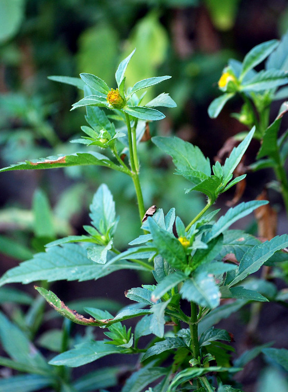 Image of Bidens tripartita specimen.