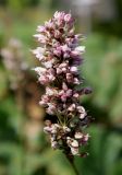 Bistorta officinalis. Отцветающее соцветие. Германия, г. Дюссельдорф, Ботанический сад университета. 05.09.2014.