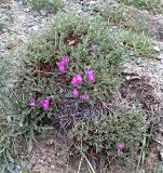 Oxytropis tragacanthoides. Цветущее растение. Алтай, Кош-Агачский р-н, долина р. Тархата. 07.07.2009.