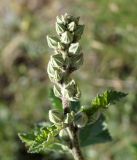 Alcea nudiflora. Верхушка растения с бутонами. Кыргызстан, Чуйская обл., предгорье, склон восточнее с. Орто-Сай. 03.06.2015.