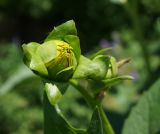 Silphium perfoliatum