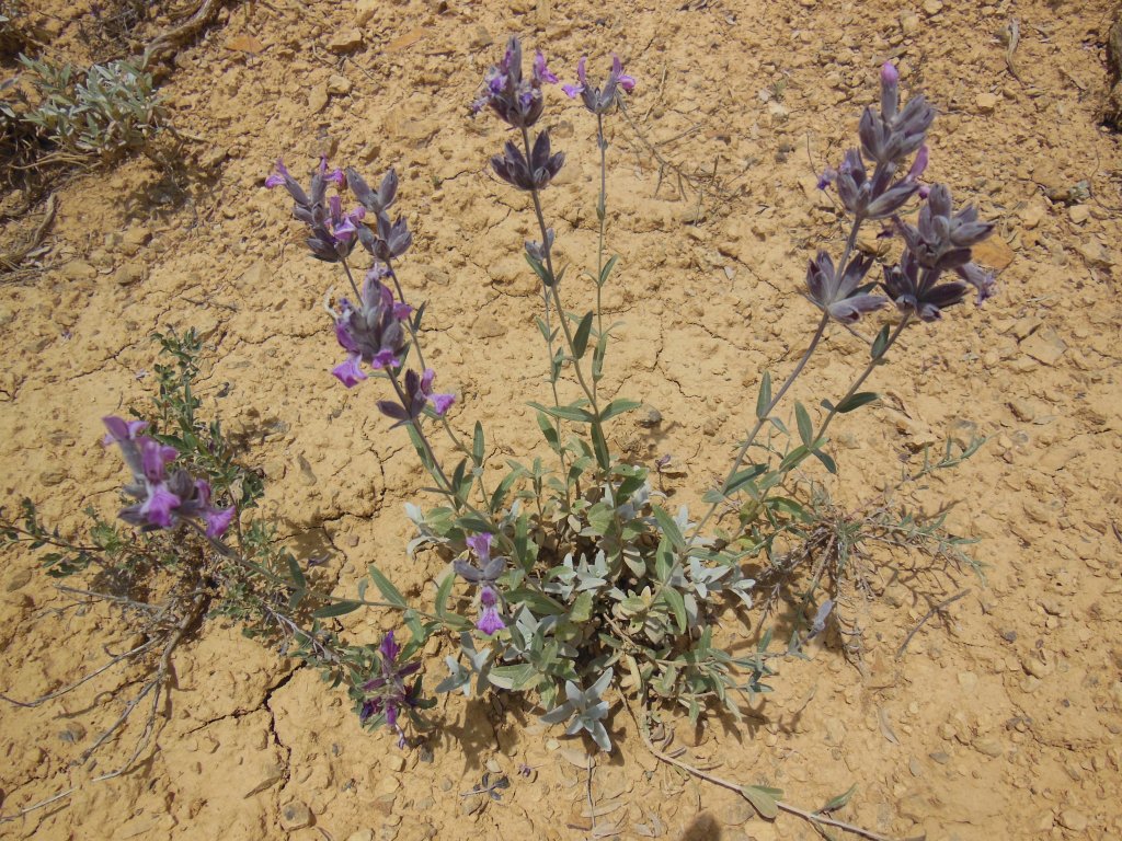 Изображение особи Stachys inflata.