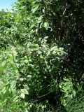 Salix caprea. Ветви с листьями. Мурманск: мкр-н Росляково, обочина просёлка на окраине. 21.06.2016.