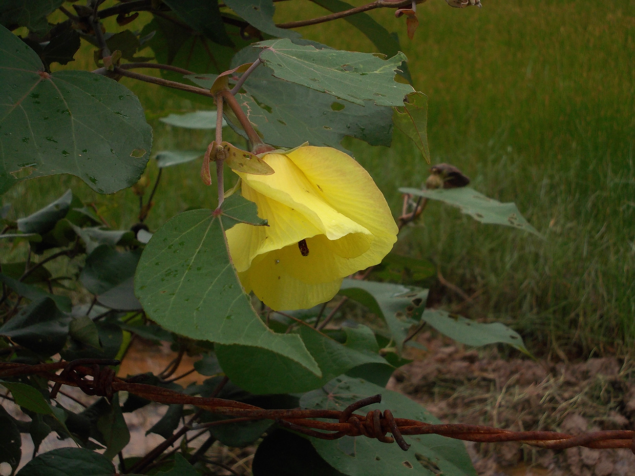 Изображение особи Hibiscus tiliaceus.