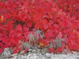 Onosma polyphylla. Отцветшие растения на фоне листьев Cotinus coggygria. Крым, предгорья, Бельбекская долина, склон горы Бурун-Кая. 09.10.2016.