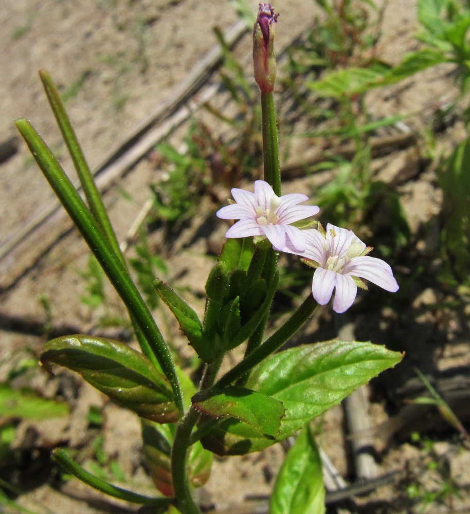 Изображение особи Epilobium adenocaulon.