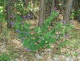 Vicia unijuga