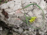 Gagea podolica. Выкопанные взрослое и ювенильное растения. Крым, Южный берег, гора Парагильмен. 18 марта 2010 г.