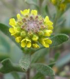 Alyssum turkestanicum var. desertorum