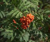 Sorbus aucuparia