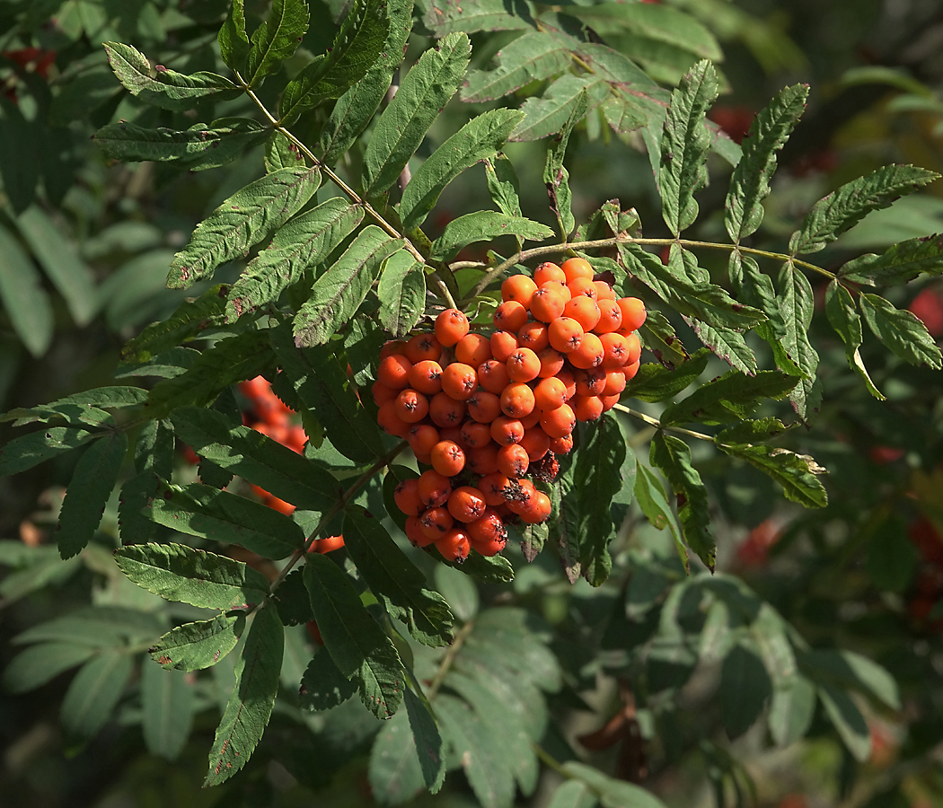 Изображение особи Sorbus aucuparia.