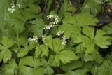 Trautvetteria japonica. Верхушка цветущего побега. Сахалинская обл., Охинский р-н; п-в Шмидта, бассейн р. Пильво, берег ручья Сухарный. 14.07.2017.