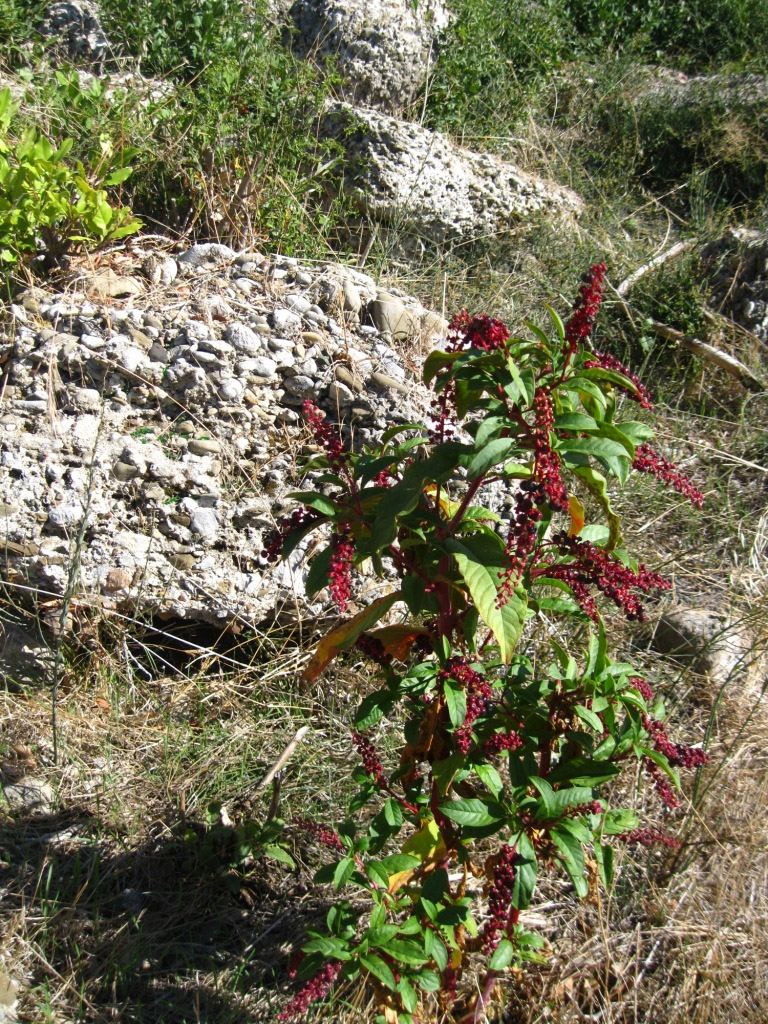 Изображение особи Phytolacca americana.