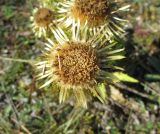 Carlina fennica. Соцветие. Эстония, о-в Сааремаа, обрыв Панга. Август 2017 г.