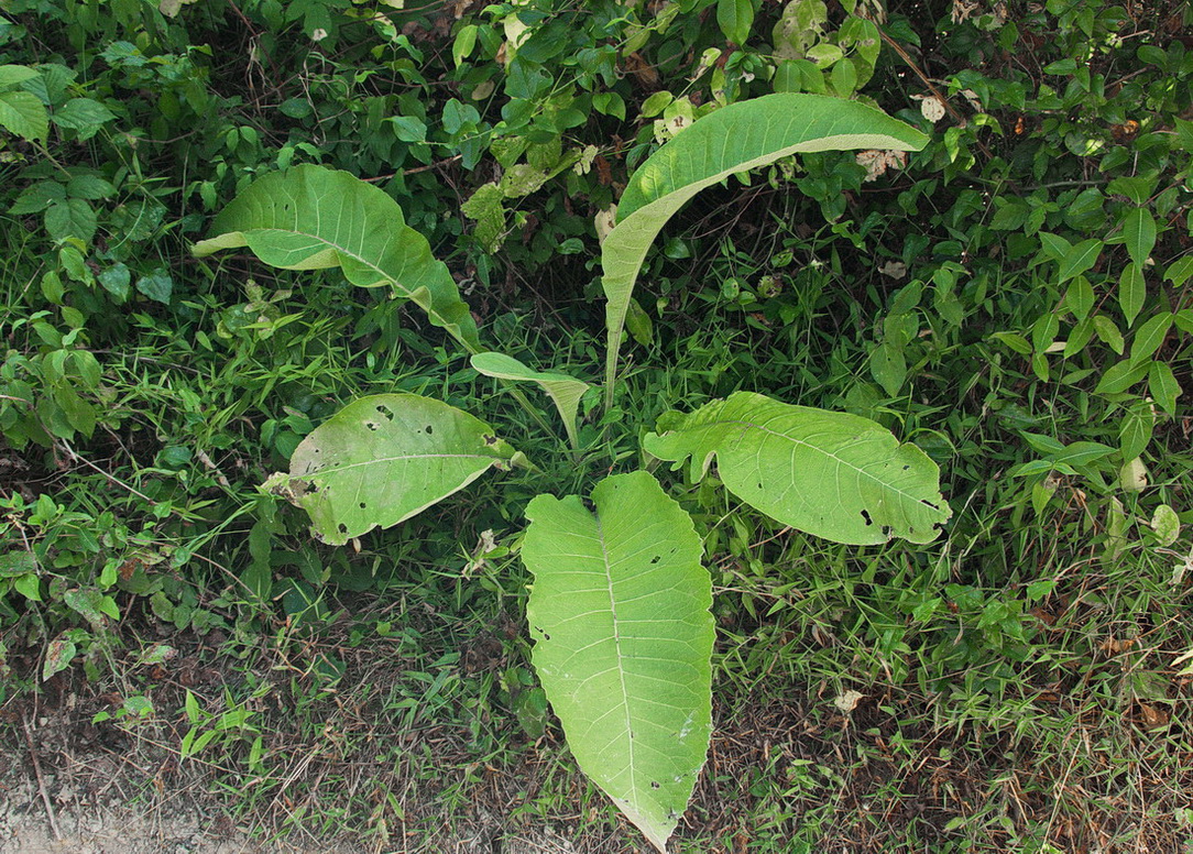 Image of Inula helenium specimen.