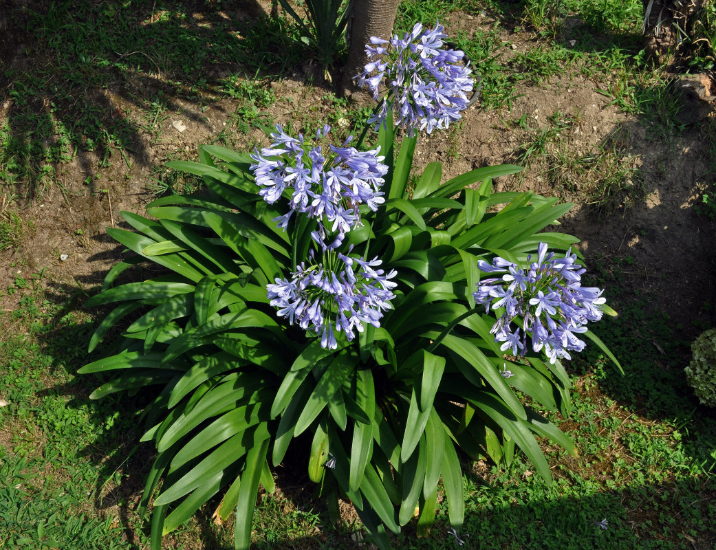 Изображение особи Agapanthus africanus.