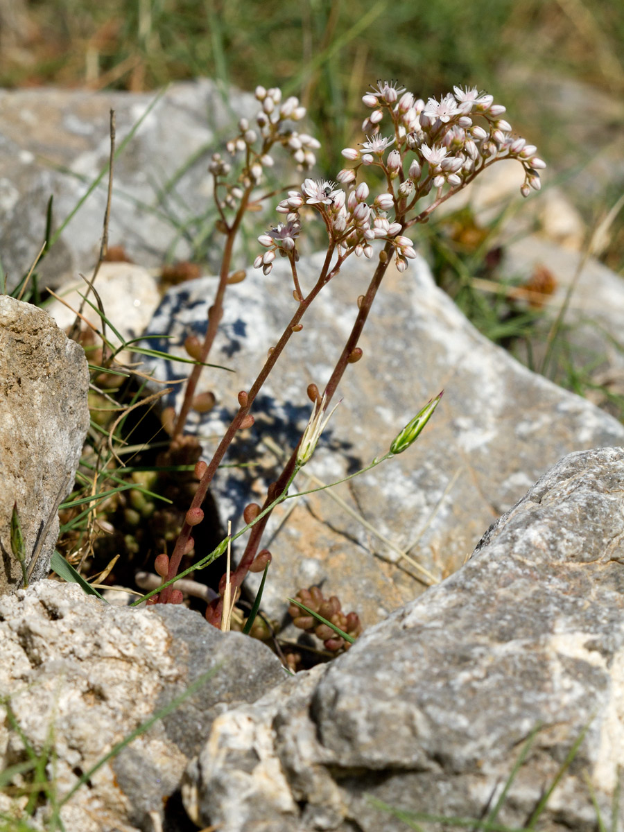 Изображение особи Sedum album.