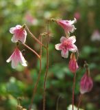 Linnaea borealis. Верхушки цветущих побегов. Магаданская обл., Ольский р-н, р. Верхний Омчик, лиственичник в долине. 18.07.2012.