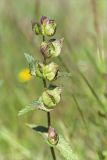 Rhinanthus minor