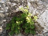 Potentilla geoides