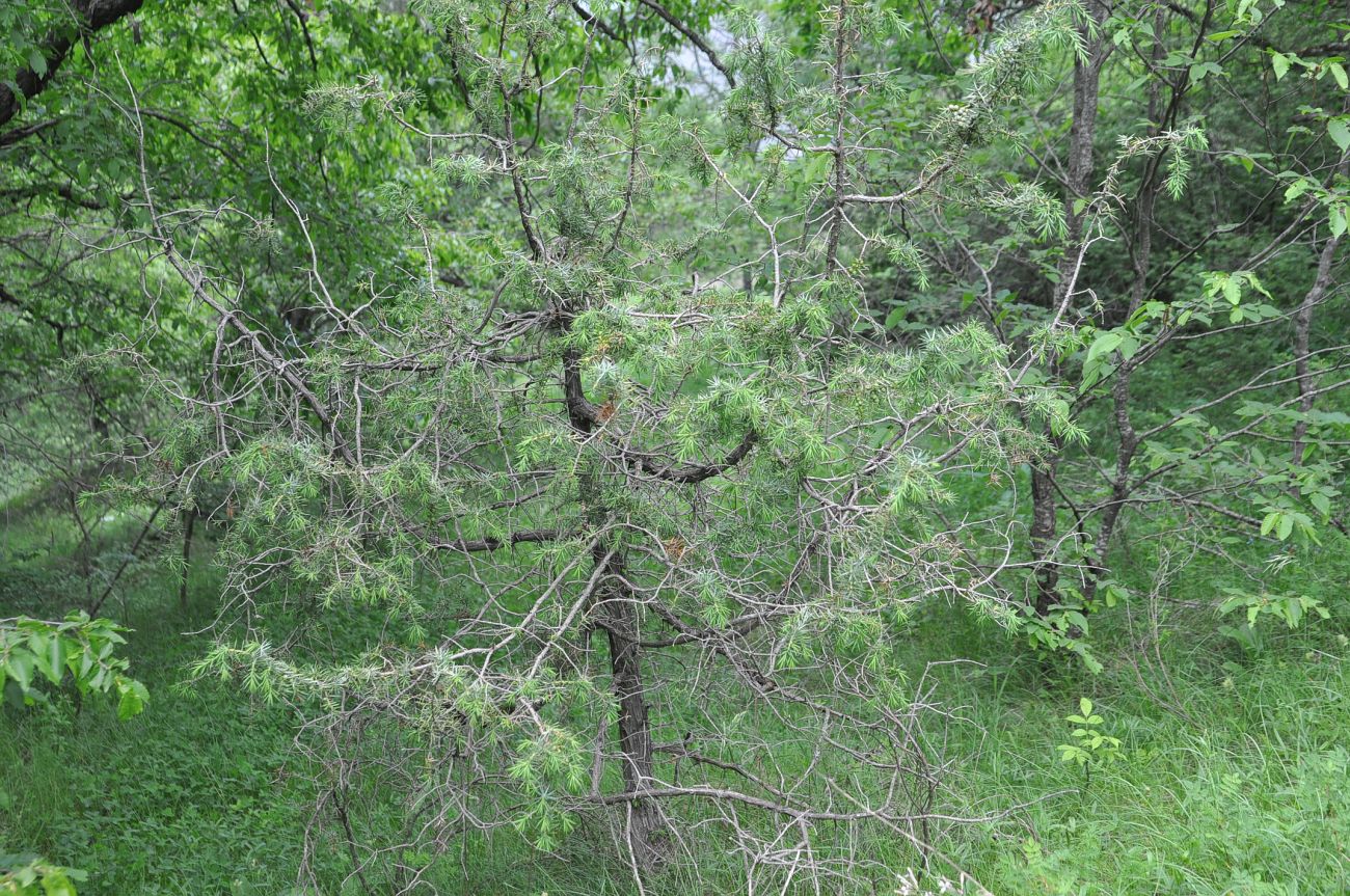 Изображение особи Juniperus oblonga.