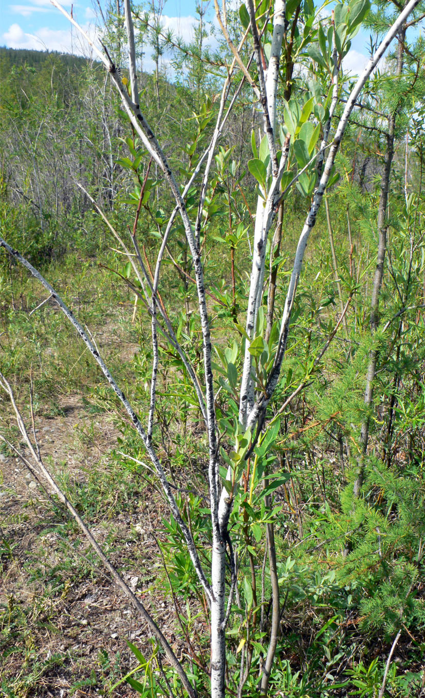 Image of Chosenia arbutifolia specimen.