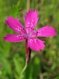 Dianthus deltoides. Цветок. Украина, Закарпатская обл., Раховский р-н, окр. с. Квасы, ≈ 600 м н.у.м., сенокосный луг. 29 июня 2010 г.