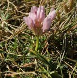 Trifolium polyphyllum. Соцветие. Карачаево-Черкесия, Малокарачаевский р-н, Хасаутский заказник, гора Большой Бермамыт, каменистый склон. 13.09.2018.