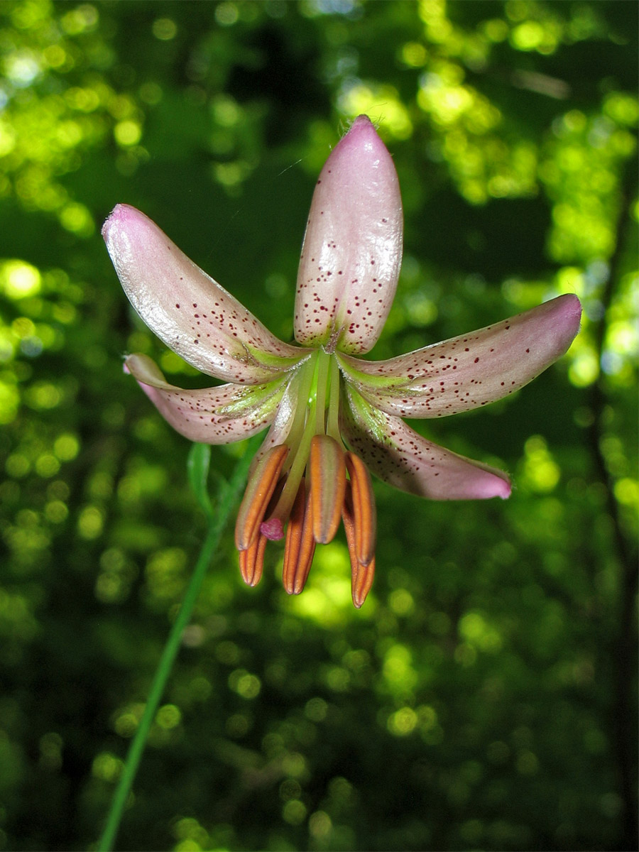 Изображение особи Lilium martagon.