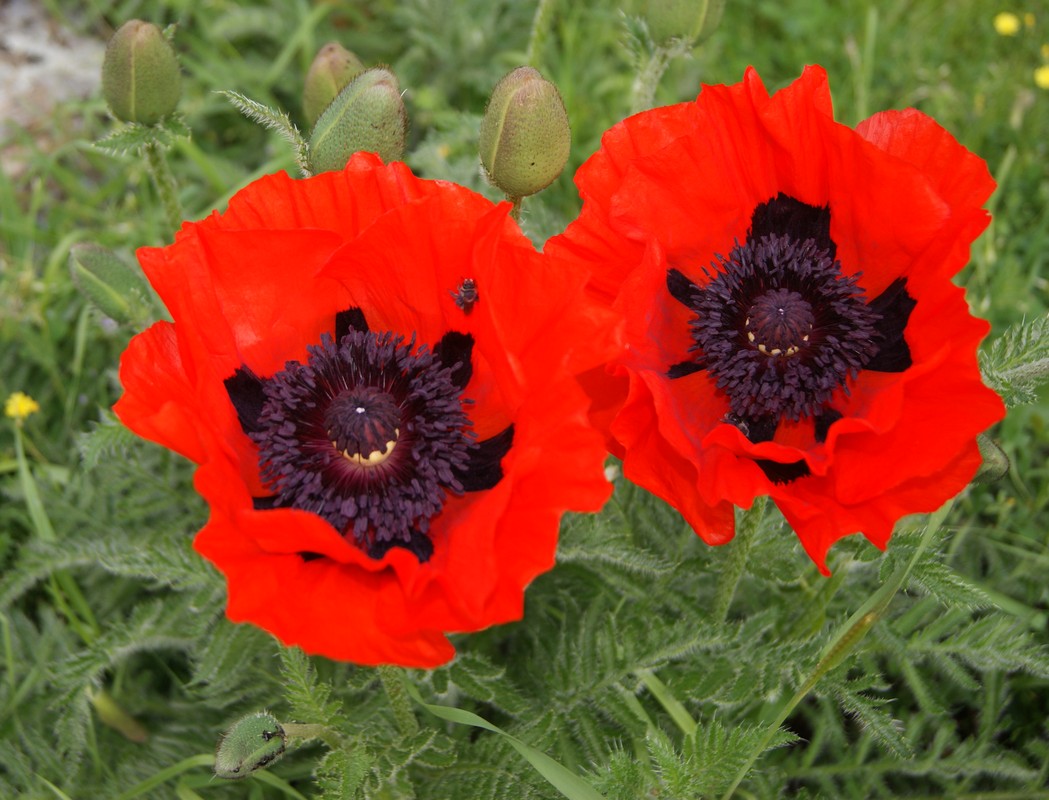 Изображение особи Papaver orientale.