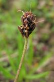 Plantago atrata подвид carpathica. Отцветшее соцветие. Украина, Закарпатская обл., Раховский р-н, хр. Свидовец, ≈ 1800 м н.у.м., поросшая мхом скала. 29 июня 2010 г.