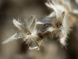 Echium plantagineum