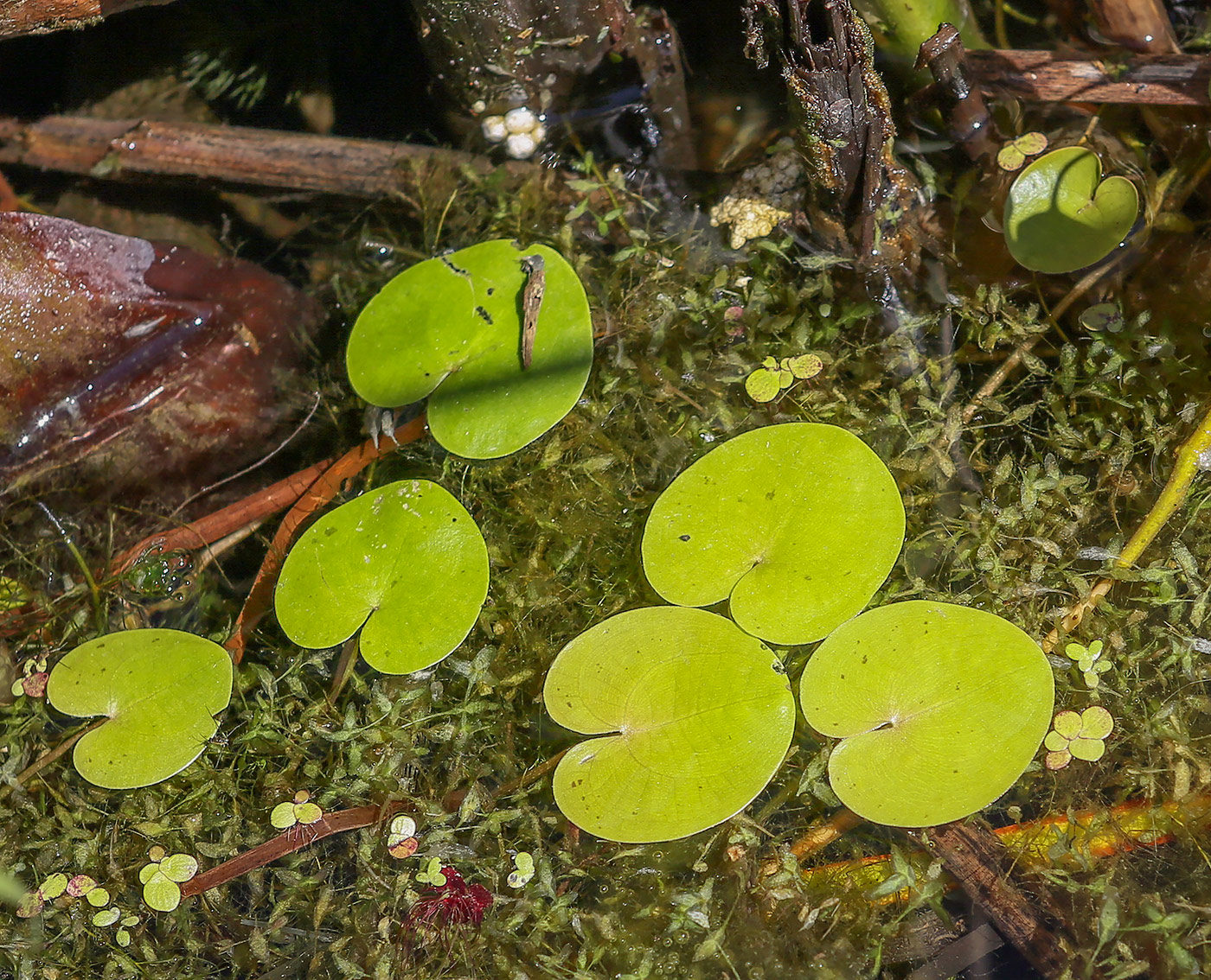 Изображение особи Hydrocharis morsus-ranae.