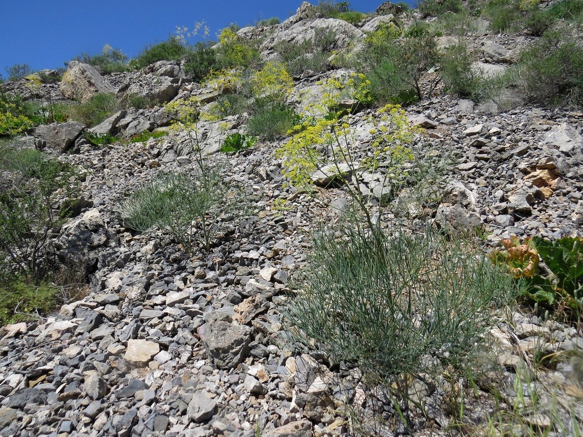 Изображение особи Ferula leucographa.