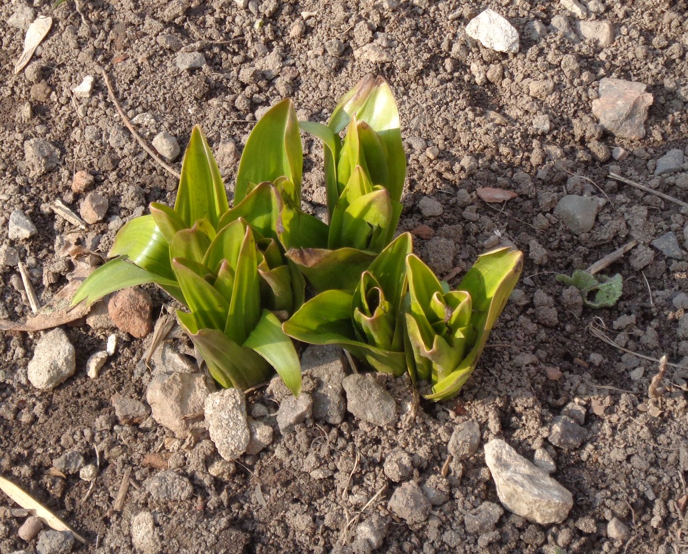 Изображение особи Colchicum speciosum.