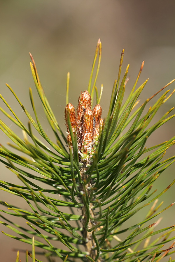 Изображение особи Pinus sylvestris.