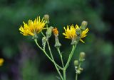 Sonchus arvensis. Соцветия. Челябинская обл., Чебаркульский р-н, берег оз. Большой Кисегач, у воды. 07.08.2019.