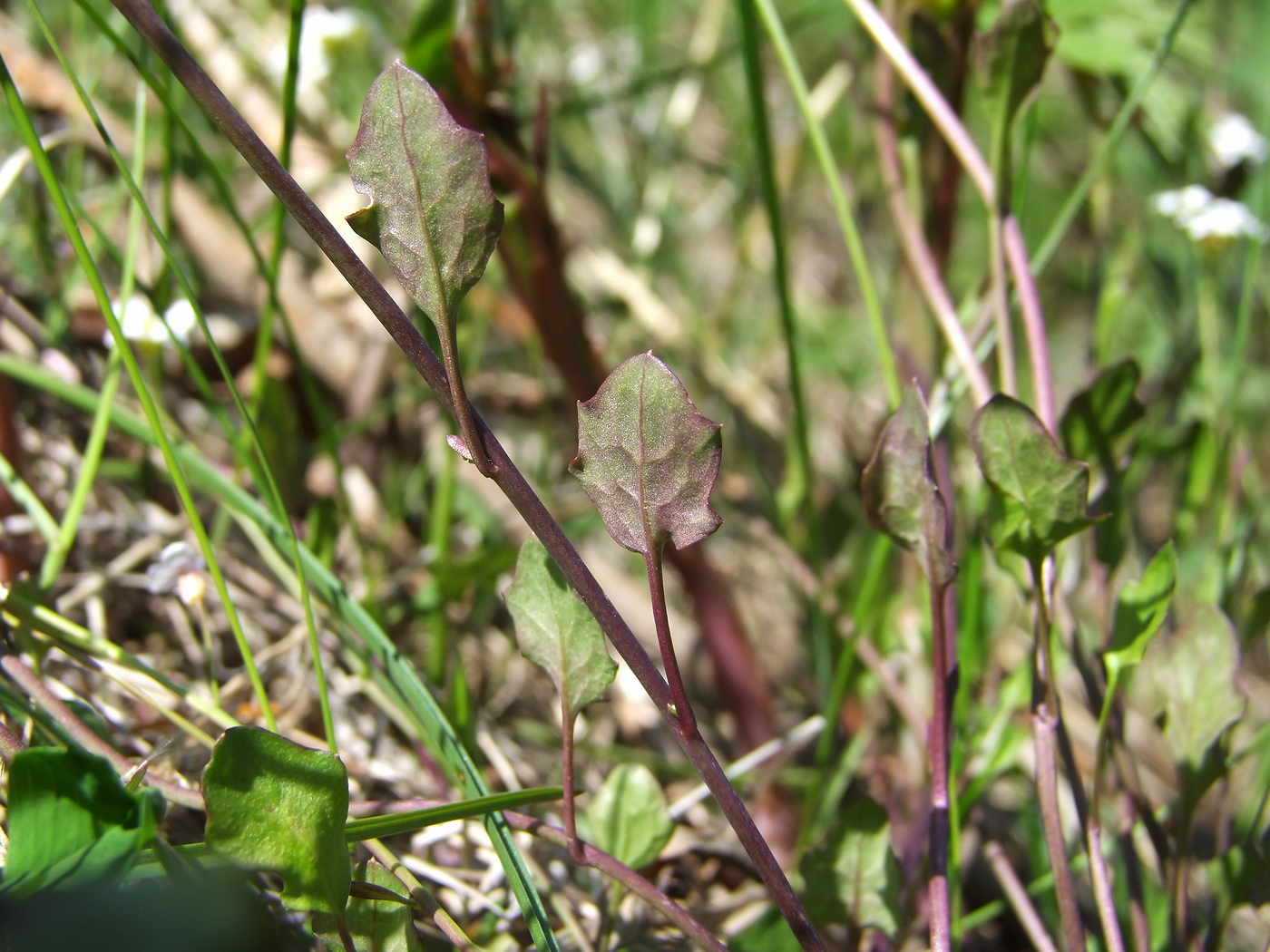 Изображение особи Arabidopsis gemmifera.