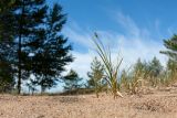 Carex arenaria. Плодоносящее растение. Ленинградская обл., окр. пос. Большая Ижора, побережье Финского залива, тыловая часть песчаного берегового вала. 07.07.2019.