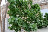 Pelargonium peltatum. Вегетирующее растение. Азербайджан, г. Баку, Нагорный парк. 4 декабря 2019 г.