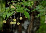 Euonymus verrucosus. Ветвь с незрелыми плодами. Тверская область, Ржевский р-н, р. Волга, г. Рождественская. 2 августа 2010 г.