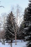 Betula costata. Покоящееся взрослое растение. Санкт-Петербург, Петроградский р-н, Ботанический сад им. Петра Великого, в культуре. 06.01.2021.