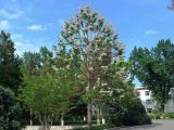 Paulownia tomentosa