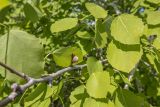 Populus tremula