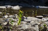 Petasites radiatus. Цветущее растение. Башкортостан, Зилаирский р-н, Матраевский сельсовет, окр. дер. Староякупово, долина р. Сакмара, каменистый берег. 29 апреля 2022 г.